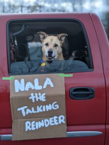 a brown dog sitting in a red truck looking out the window