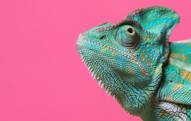 Green chameleon on pink background
